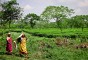 image of Kazi & Kazi Tea Estate