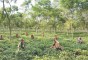 image of Kazi & Kazi Tea Estate