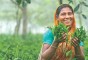image of Kazi & Kazi Tea Estate