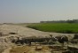 image of Jamuna River (Sariakandi Part)
