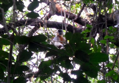 image of Rema Kalenga Wildlife Sanctuary