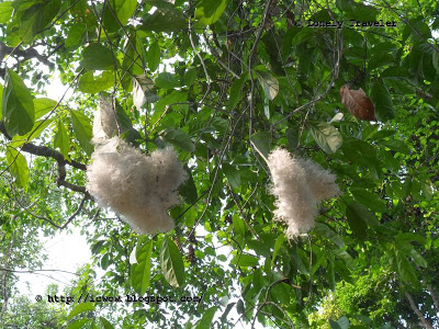 image of Rema Kalenga Wildlife Sanctuary