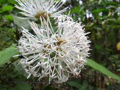 image of Rema Kalenga Wildlife Sanctuary