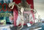 image of Karamjol Wildlife Rescue Center