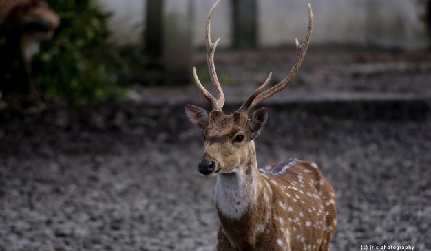 image of Karamjol Wildlife Rescue Center