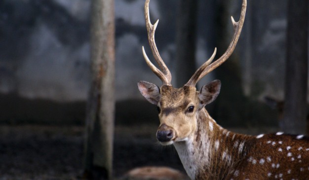 image of Karamjol Wildlife Rescue Center