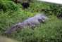 image of Karamjol Wildlife Rescue Center