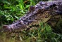 image of Karamjol Wildlife Rescue Center