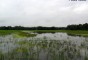 image of আংটি চোরার বিল